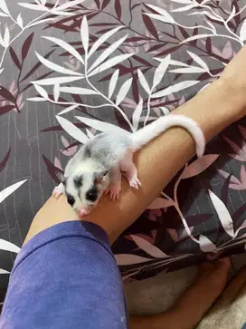 Sugar glider joey mozaik jantan