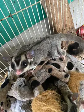 Sugar glider Cg jantan