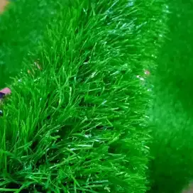 Rumput sintetis type Swiss 3 cm