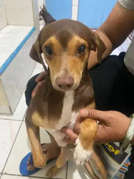 Open adopt doggy beagle