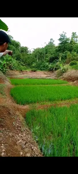 dijual tanah darat sawah 16petak murmer