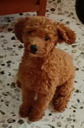 Poodle nn stmbm  tapi lincah blm ada waktu utk urus stmbm