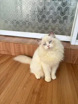 Kucing ragdoll bicolor