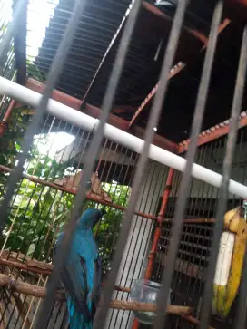 Burung trucuk dan kacer gacoran