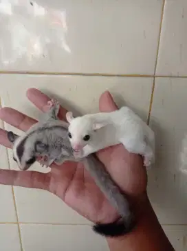 Sugar glider platinum&leucistic sepasang