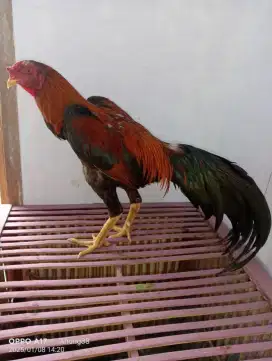 Ayam bangkok usia 7 bulan