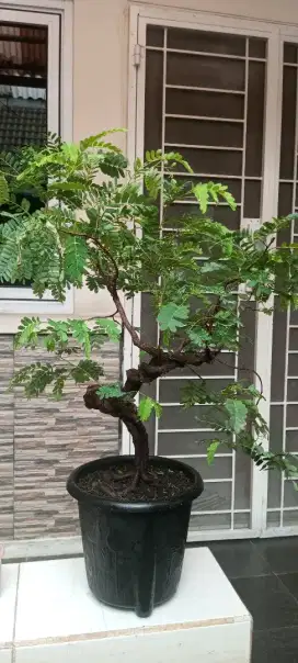 Bonsai asem jawa