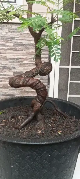 Bonsai asem jawa