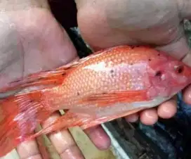 Jual bibit ikan nila merah slayer