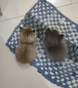 Kitten persia medium bulu kapas