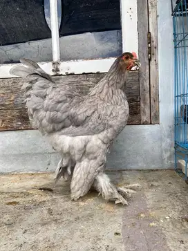 Ayam brahma betina