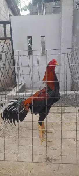 jual ayam bangkok ukuran 5