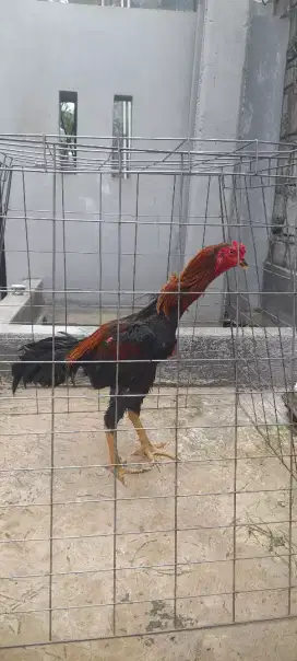 di jual ayam bangkok uk 4