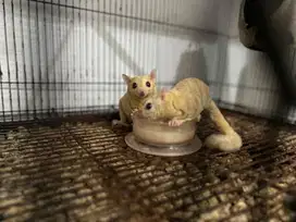 Sugar Glider Cremino Sepasang