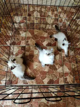 kucing mata biru ragdoll kitten