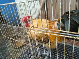 Satu ekor Ayam Kate chabo jepang x ayam kapas