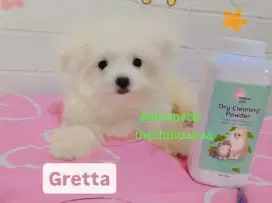 Pomchon betina lucu