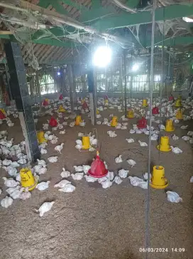 Ayam Broiler Murah Harga Posko