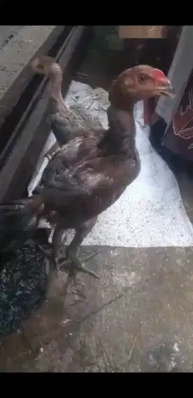 ayam bangkok klabu api