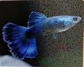 ikan guppy (blue moscow, black moscow, vienna double sword, sky blue