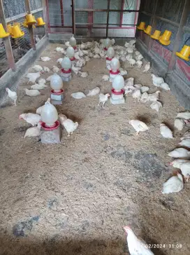 Ayam Pejantan Murah Harga Posko