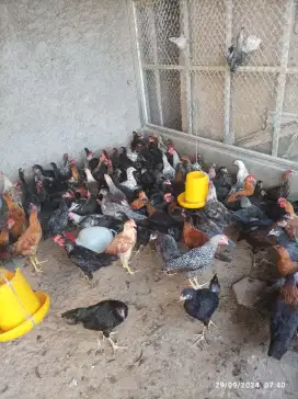 Ayam Kampung Murah Harga Posko