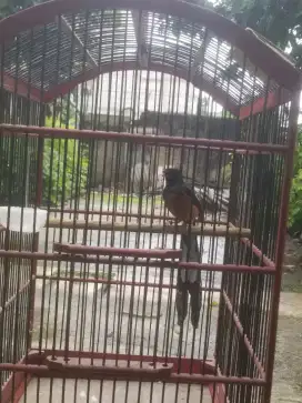 Burung Murai Murmer