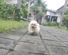 anak anjing minipom no mix