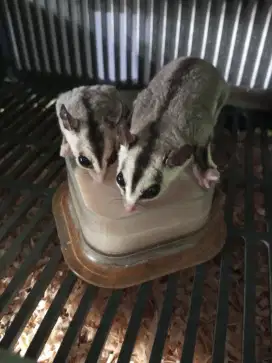 Sugar Glider white face sepasang