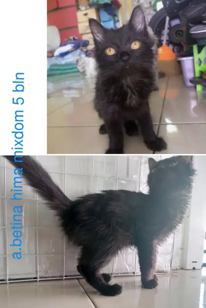 lepas adopsi kitten