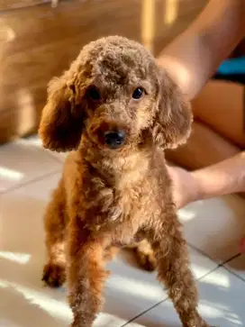 Pacak poodle surabaya