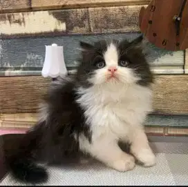 Kucing Anggora Persia Medan