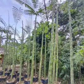 Pohon pakis Brazil (solobium) tinggi 3 meter