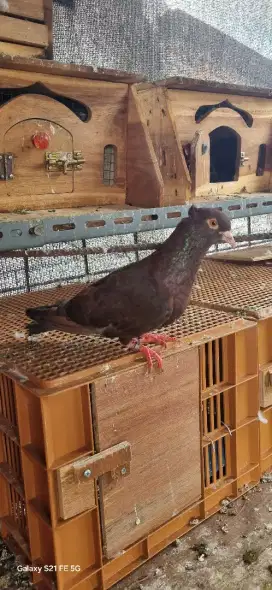 Burung merpati dara jambul gelambir sepasang