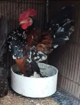 Ayam Serama muda rinting muray sepasang