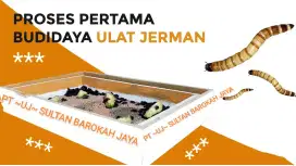 ULAT JERMAN SULTAN BAROKAH JAYA