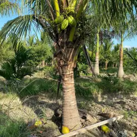 Pohon kelapa hijau berbuah