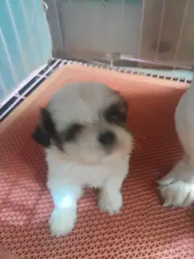 Shihtzu. Jantan. BetinaStambum vakzin