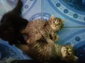 Kucing kitten usia 2bulan