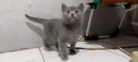 Anak Kucing Kitten BSH / British Shorthair Full Abu² Jantan