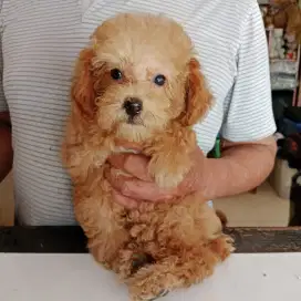 POODLE BETINA TOY size kecil