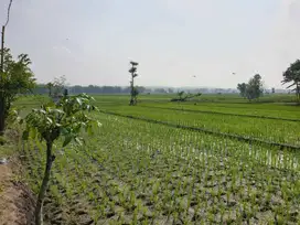 Kavling Ngawi Kwadunga Lor, Kecamatan Padas