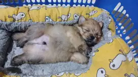 puppy jantan mix minipom poddle