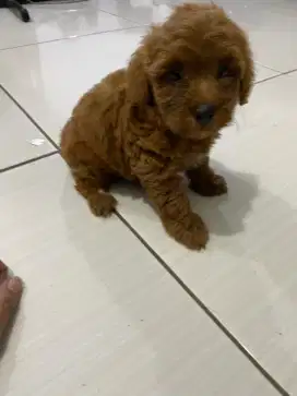 Anak anjing betina poodle mix (maltipo)