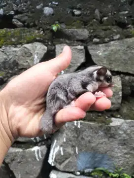 Sugar Glider Grey minus