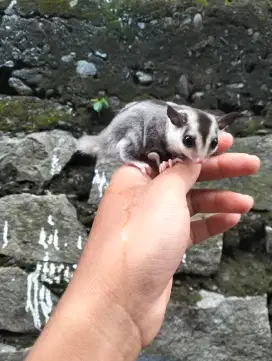 Sugar Glider wf minus