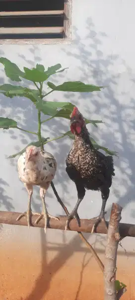 Ayam Ketawa x pelung sepasang