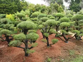 PUHUN BONSAI CEMARA UDANG