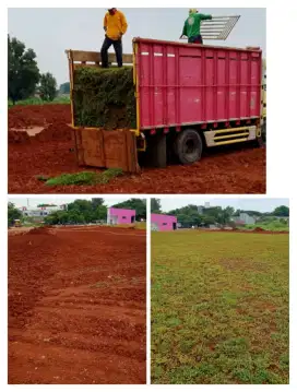 Jual rumput gajah besar