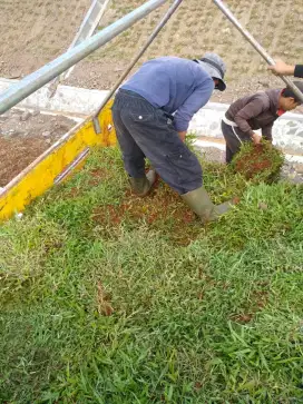 Rumput gajah biasa